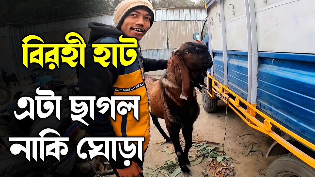 Birohi haat- Birohi got,hen, pigeon low price market। Nadia,west bengal pet market।