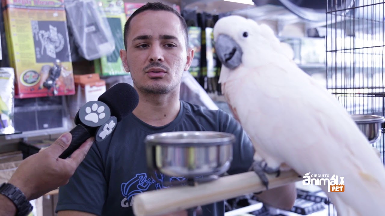 Tudo sobre Cacatua