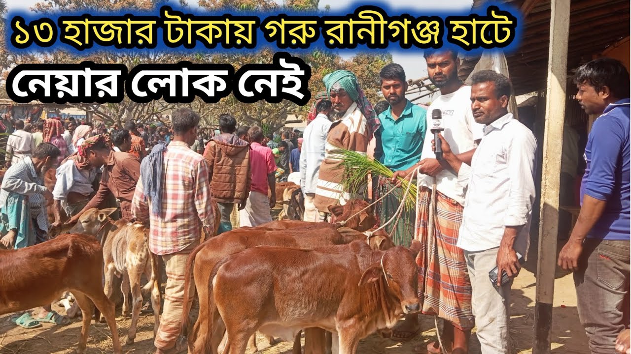 ২/৩/২৬/ রানীগঞ্জ হাটে আজ ছোট গরুর  আমদানি আছে নেয়ার লোক নেই গরু পতি কমে গেলো ২,৪ হাজার করে!