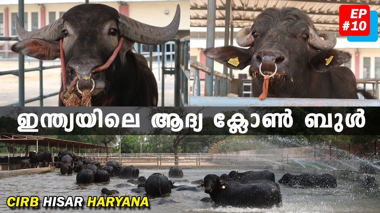 EP-10 CIRB HISAR HARYANA 🔥🔥🐃 | cloned buffalo bull Gaurav #haryana_round_up