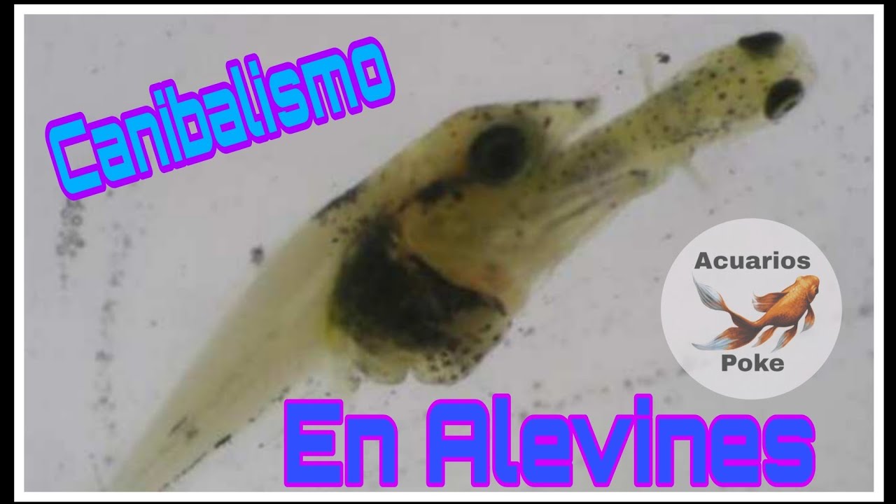 Canibalismo en alevines : cuida tus peces