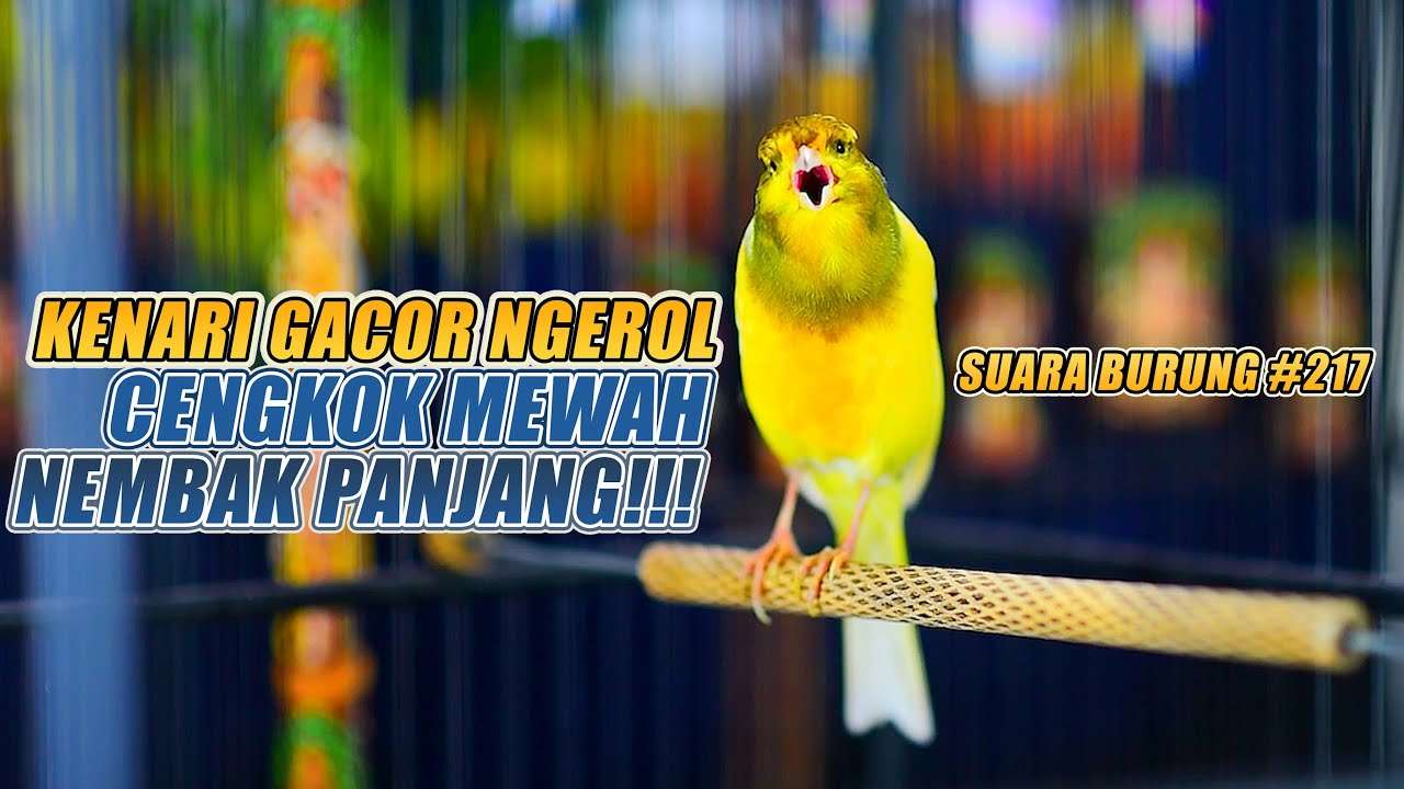 SUARA BURUNG |217| Kenari GACOR PANJANG INI Cocok untuk Masteran KENARI PAUD dan Kenari Macet BUNYI
