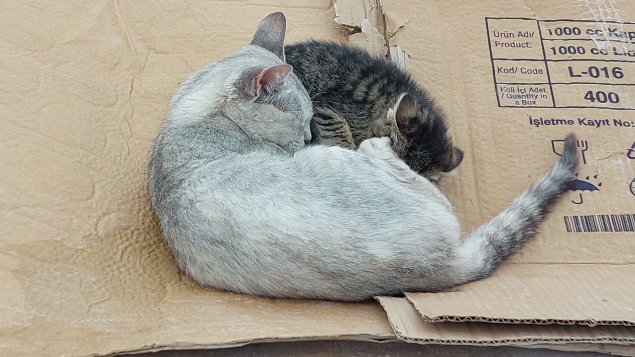 yavrusunu sütten kesmek isteyen yumak ,emdrmek istemiyor