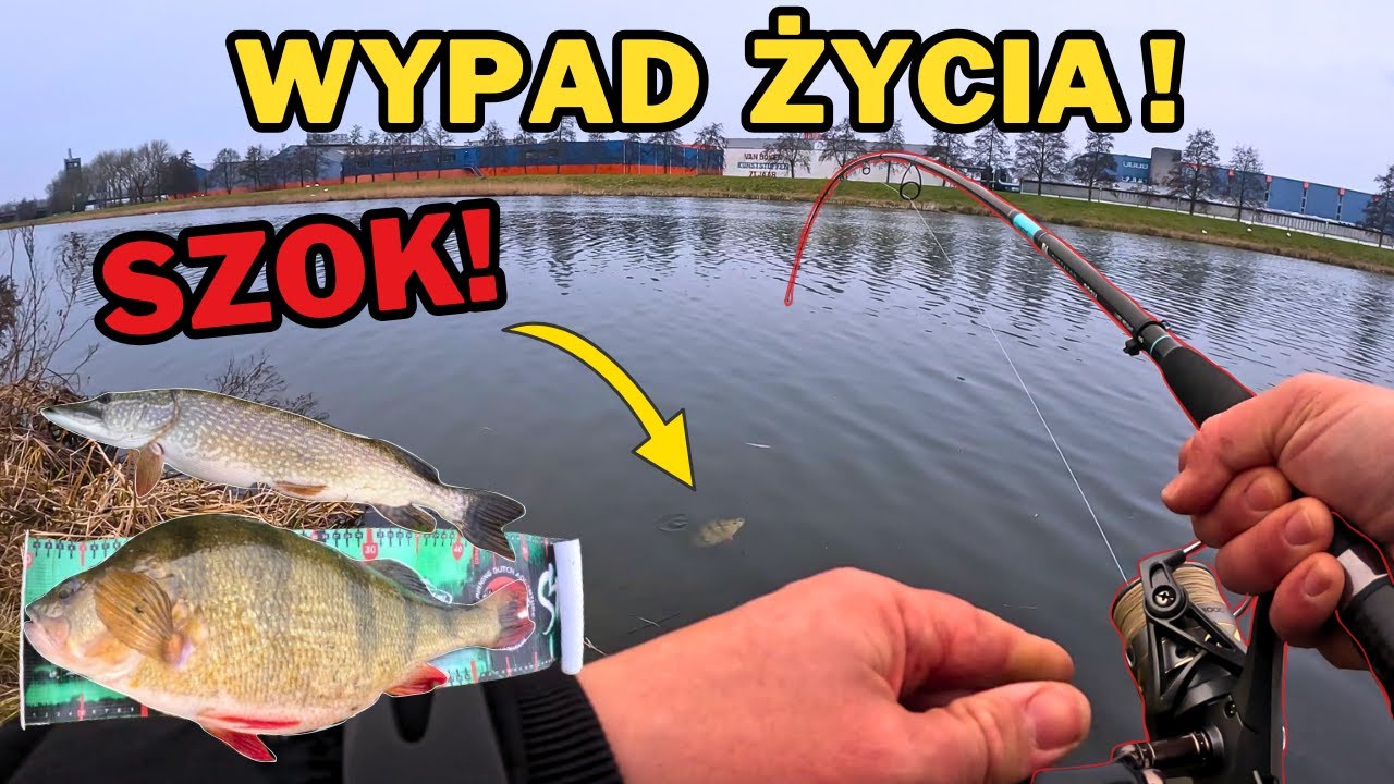 HIT! DZIEŃ KONIA! OKOŃ 50 CM SPOD NÓG I SZCZUPAKI!