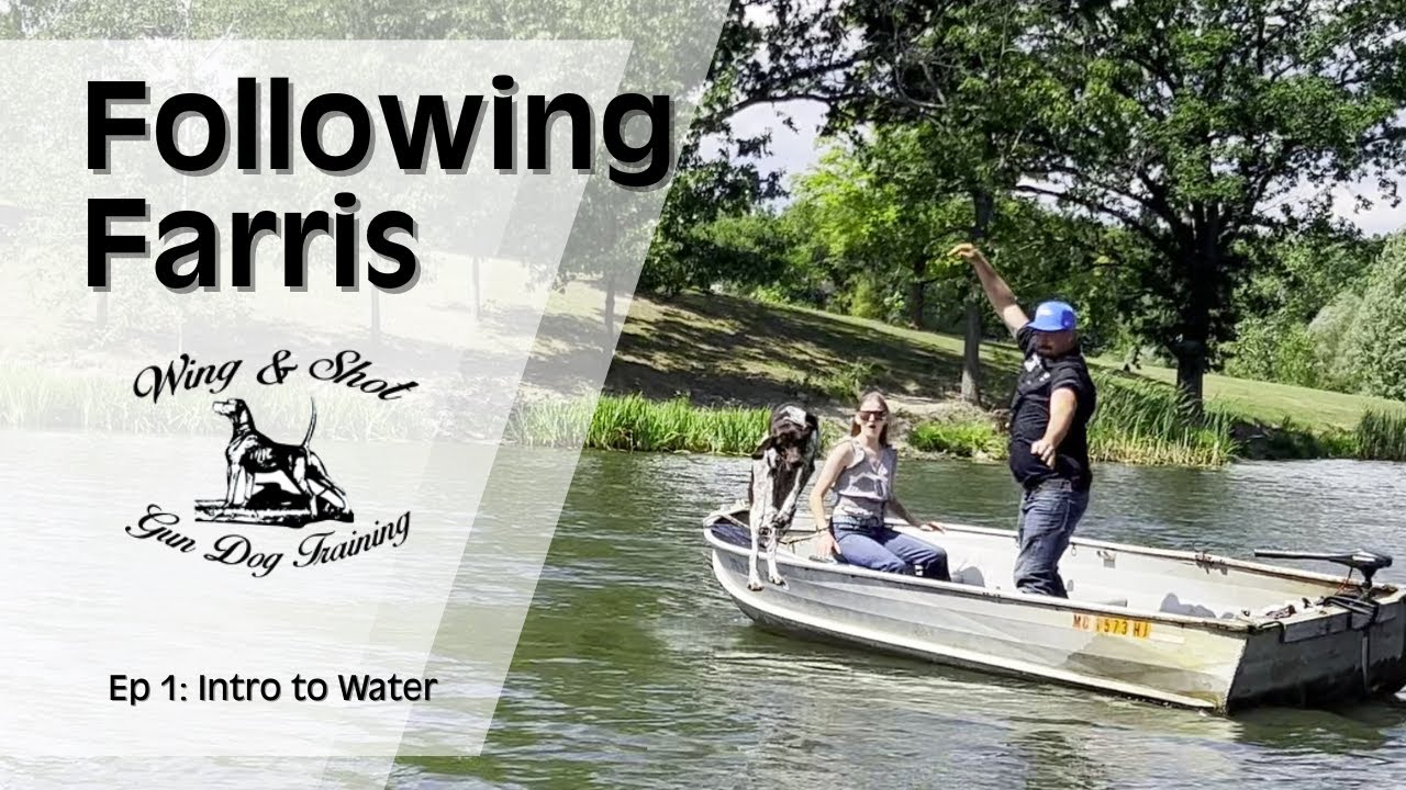 Tips on introducing a versatile GSP puppy to water as she prepares for NAVHDA.