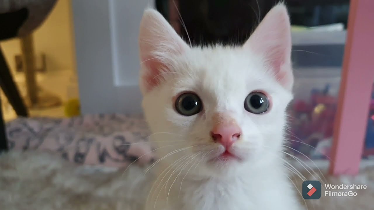 Russian white baby kitten.