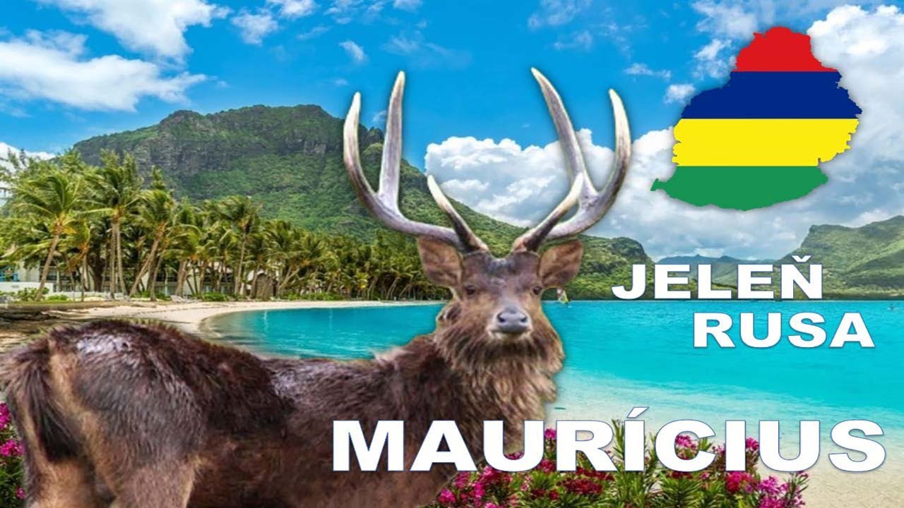 Poľovačka na jeleňa Rusa - ostrov Maur&iacute;cius