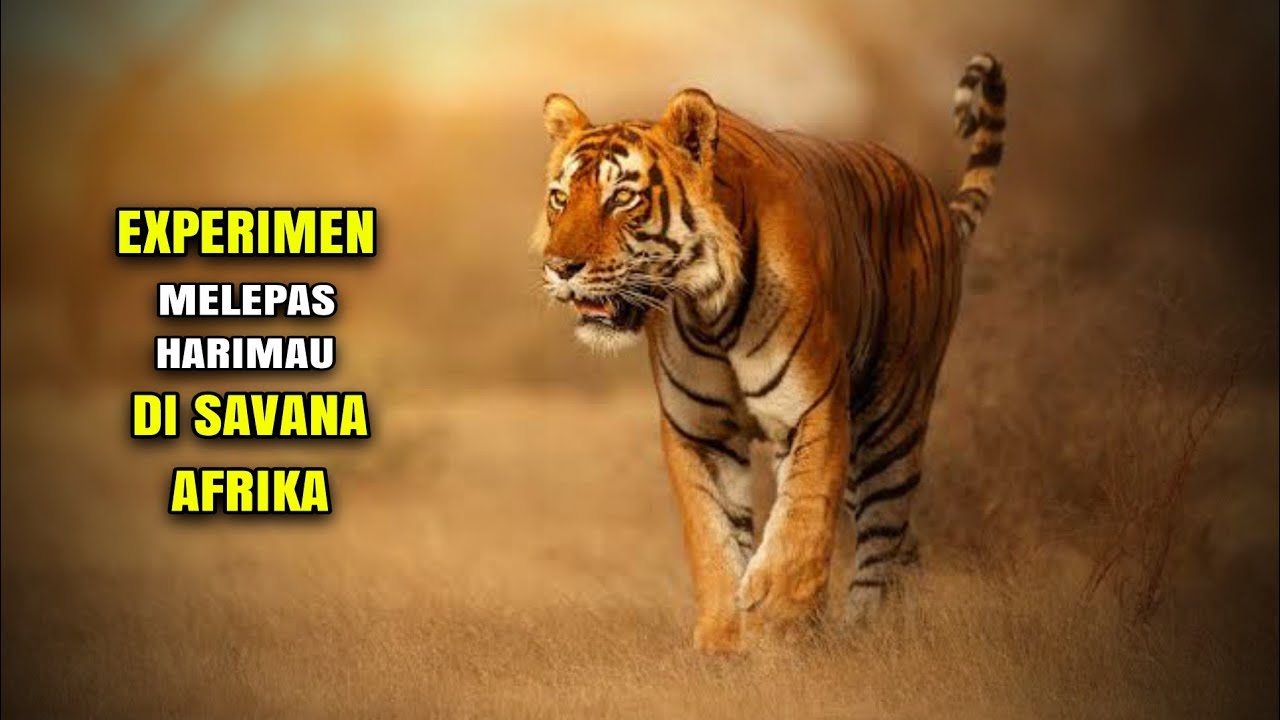 MENGGANAS DI AFRIKA - HARIMAU MENGHABISI SEMUA BINATANG DI SANA