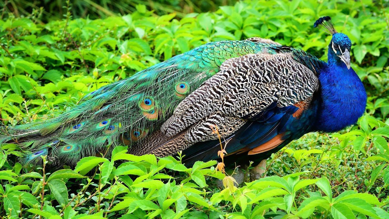 Peacock sound and walk in the forest | Peacock calling
