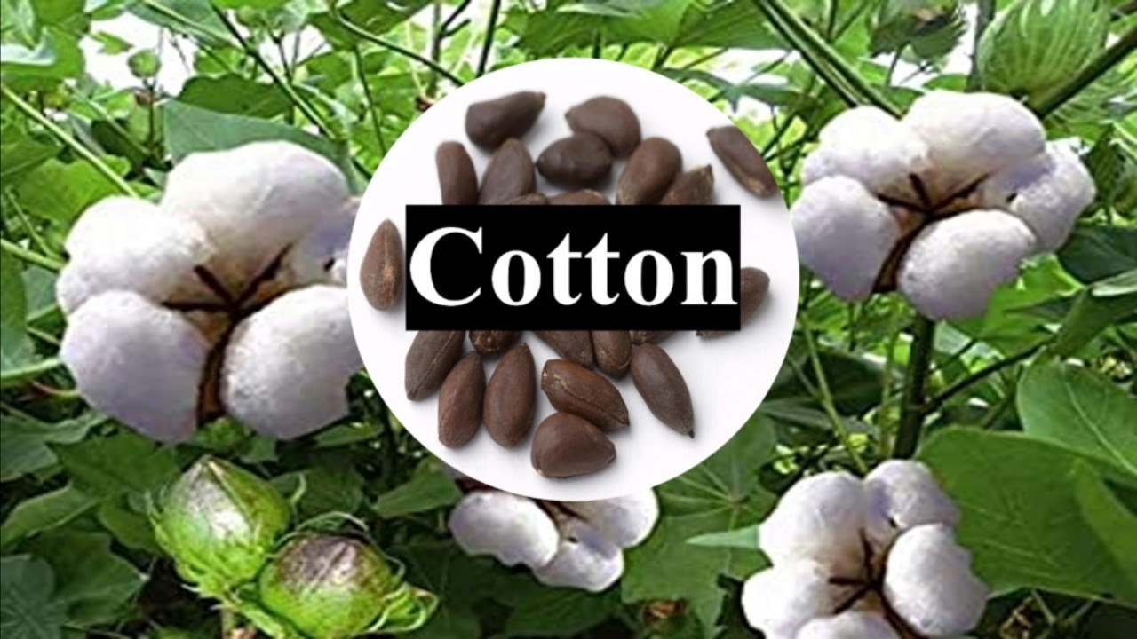 Important points on Cotton Part-1, # JRF, SRF, AFO, ARS, AO, NSC #
