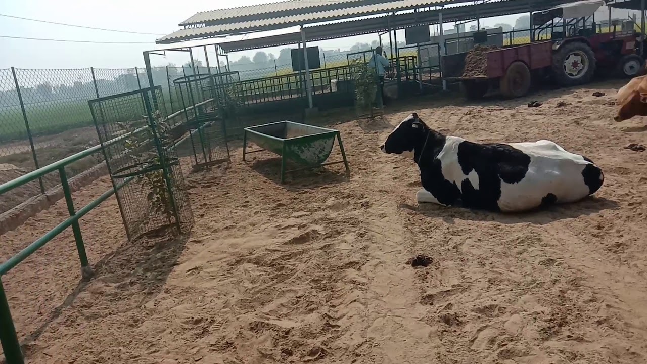Vasudev High-tech dairy farm dholpalia District-Sirsa