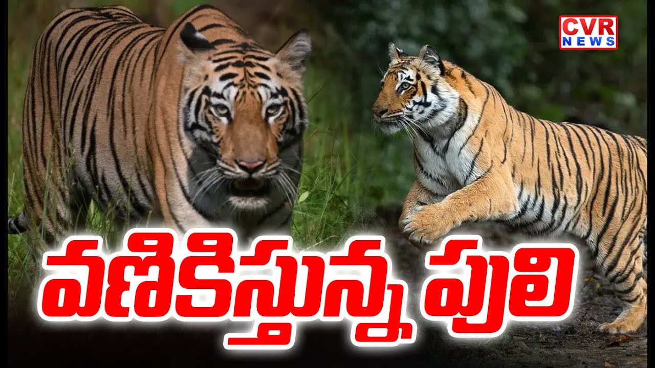 వణికిస్తున్న పులి | Tiger Tension For Eluru District People | CVR News