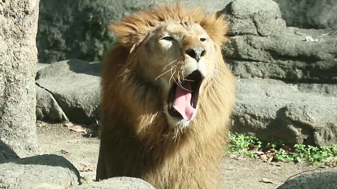 昨日の柑太郎❤️【ライオン】冬は風が当たらない場所がいいね❤️とべ動物園