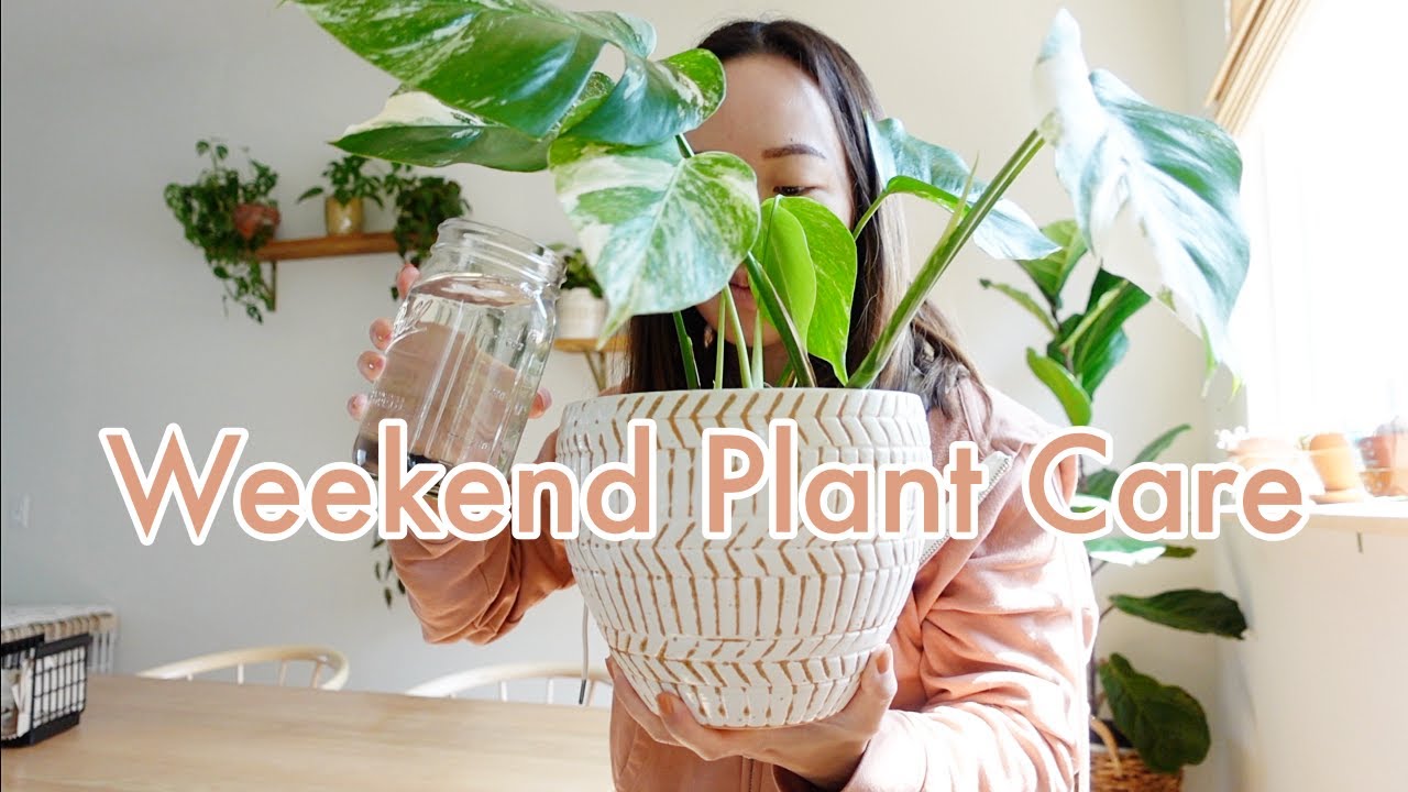 WEEKEND PLANT CARE