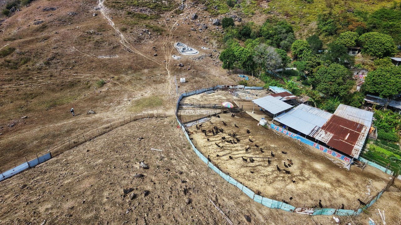 HD | 掌牛山南坡下之牧羊埸 | 記錄香港羊埸 | 養羊埸因發展而逐漸減少