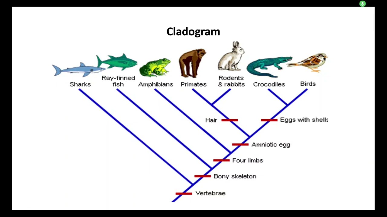 Cladogram