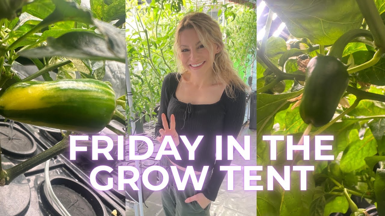 LIVE: FRIDAY IN THE GROW TENT 💚
