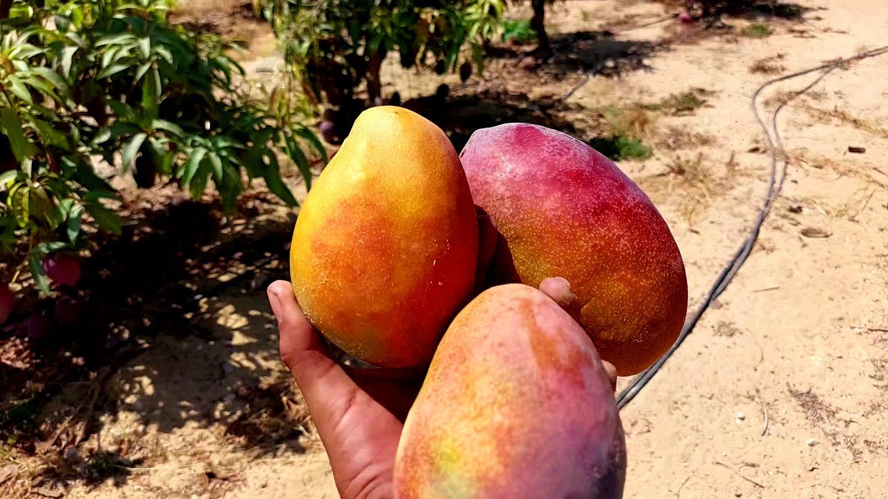 شاهد مانجو بشائر و أنتاج في صنف الناعومي 🥭💕 | مانجو العرب 🥭💛