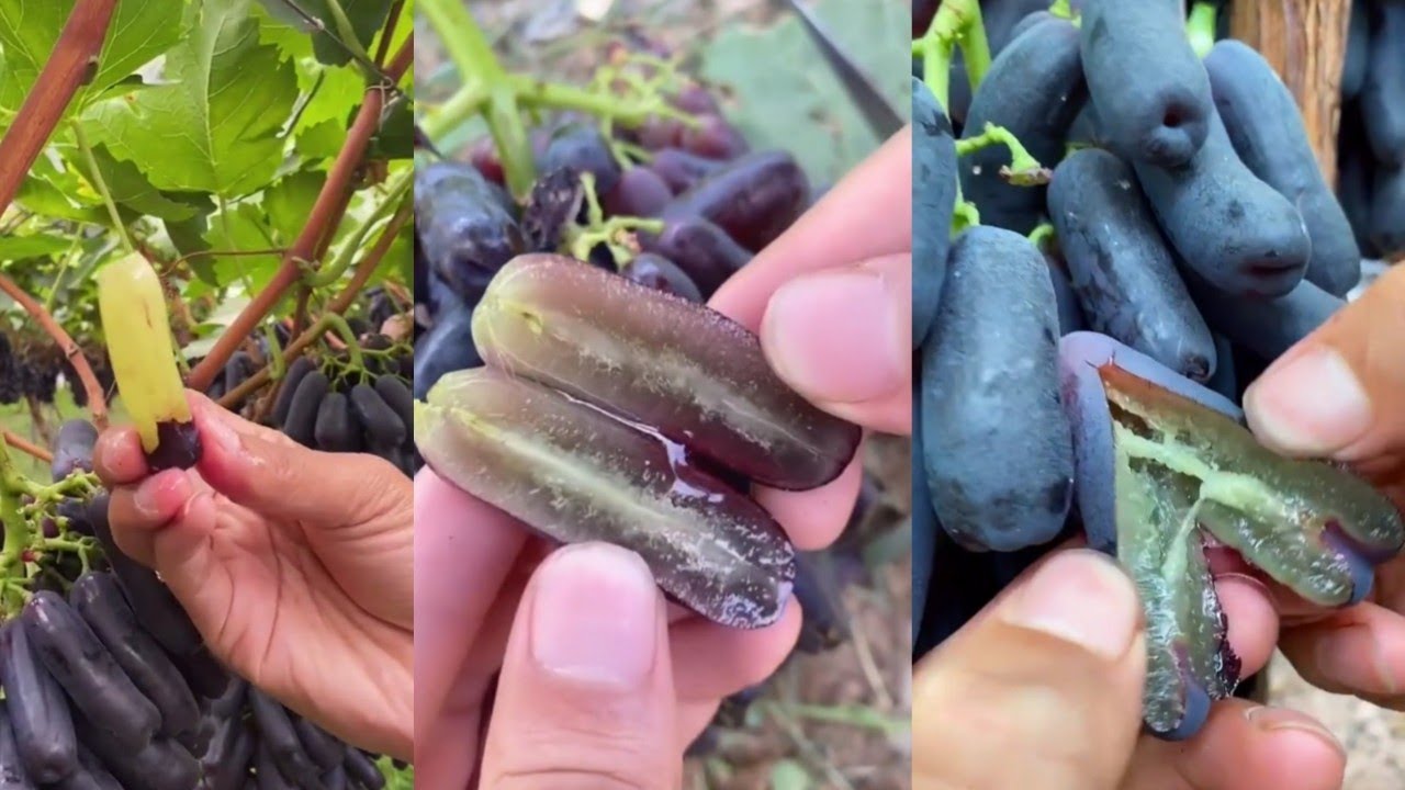 Panen dan makan buah anggur moondrop segar langsung dari pohon | Tiktok [ Oddly satisfying fruit ]
