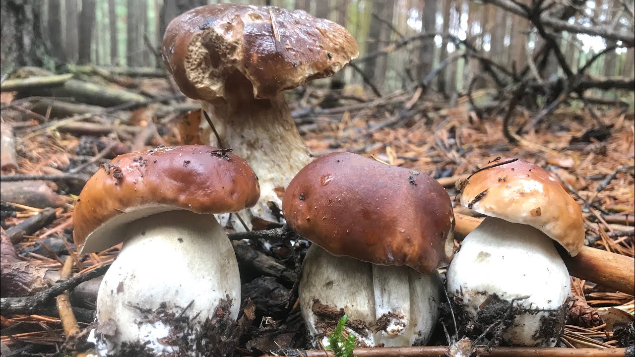 BOLETUS  EDULIS EN SORIA 22/10/2020, Funghi Porcini, King Bolete (4K)