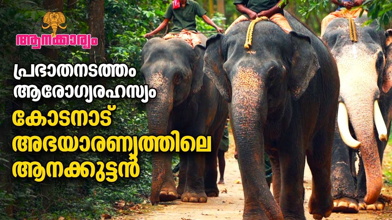 EP 40 | പ്രഭാതനടത്തം ആരോഗ്യരഹസ്യം,​ കോടനാട് അഭയാരണ്യത്തിലെ ആനക്കുട്ടൻ | Hariprasad | Aanakkaryam