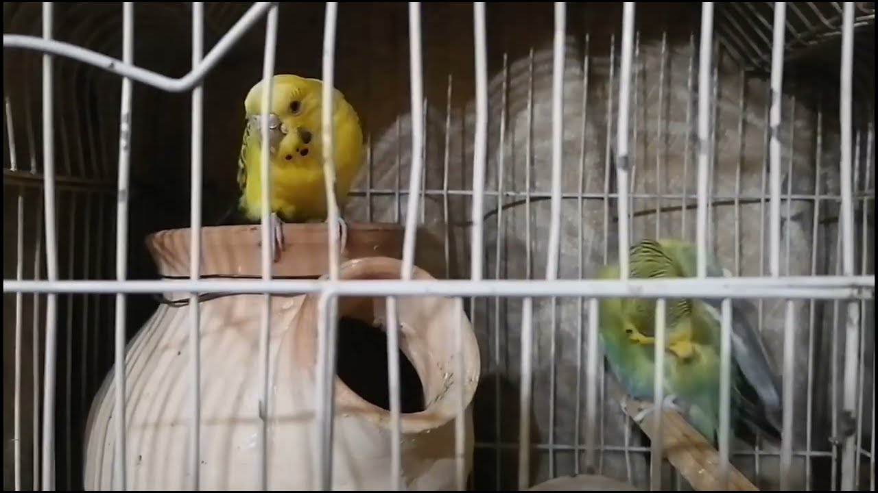 Small Cage Setup for Budgies Pair 🐦 Male & Female Nest Setup 