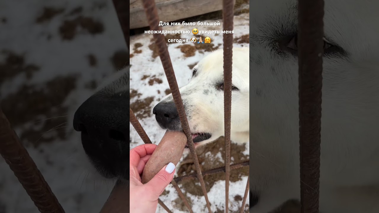 Собачки ряда железка🥹🐶❤️&zwj;🩹которыми я опекаюсь по субботам &hellip;🙏🏼🏡