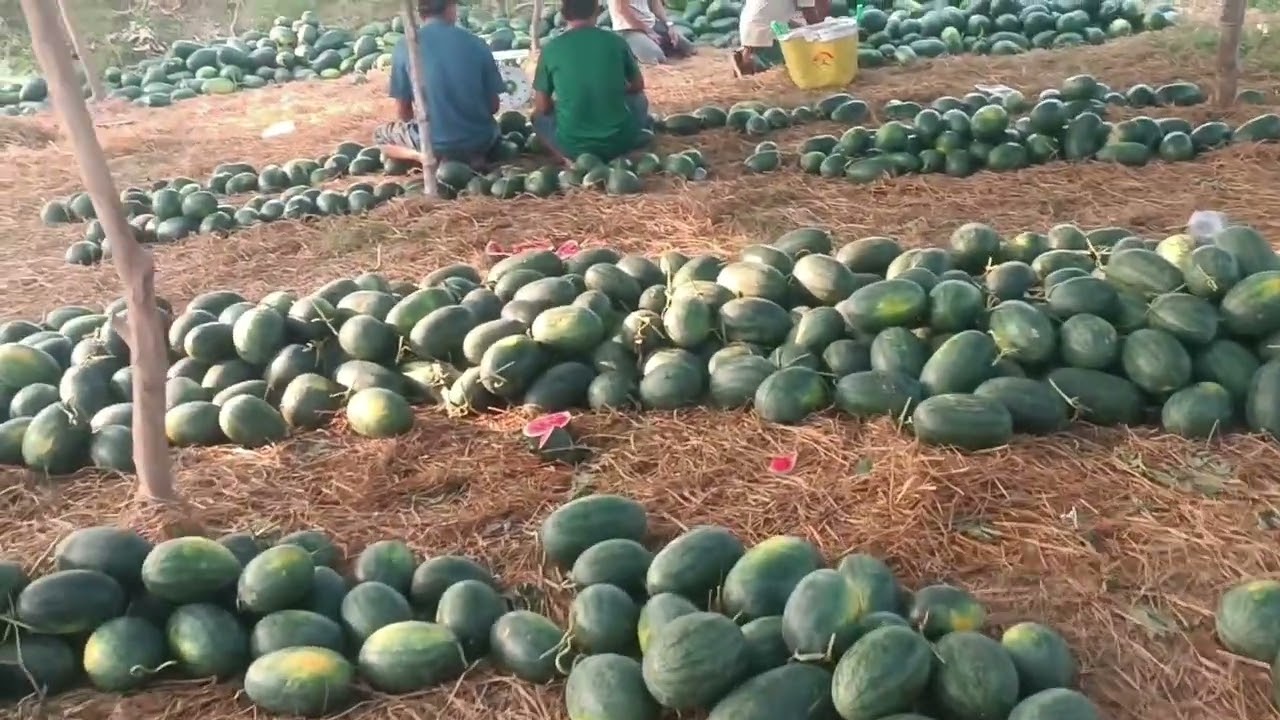 dưa hấu trà vinh sáng mai có mặt
