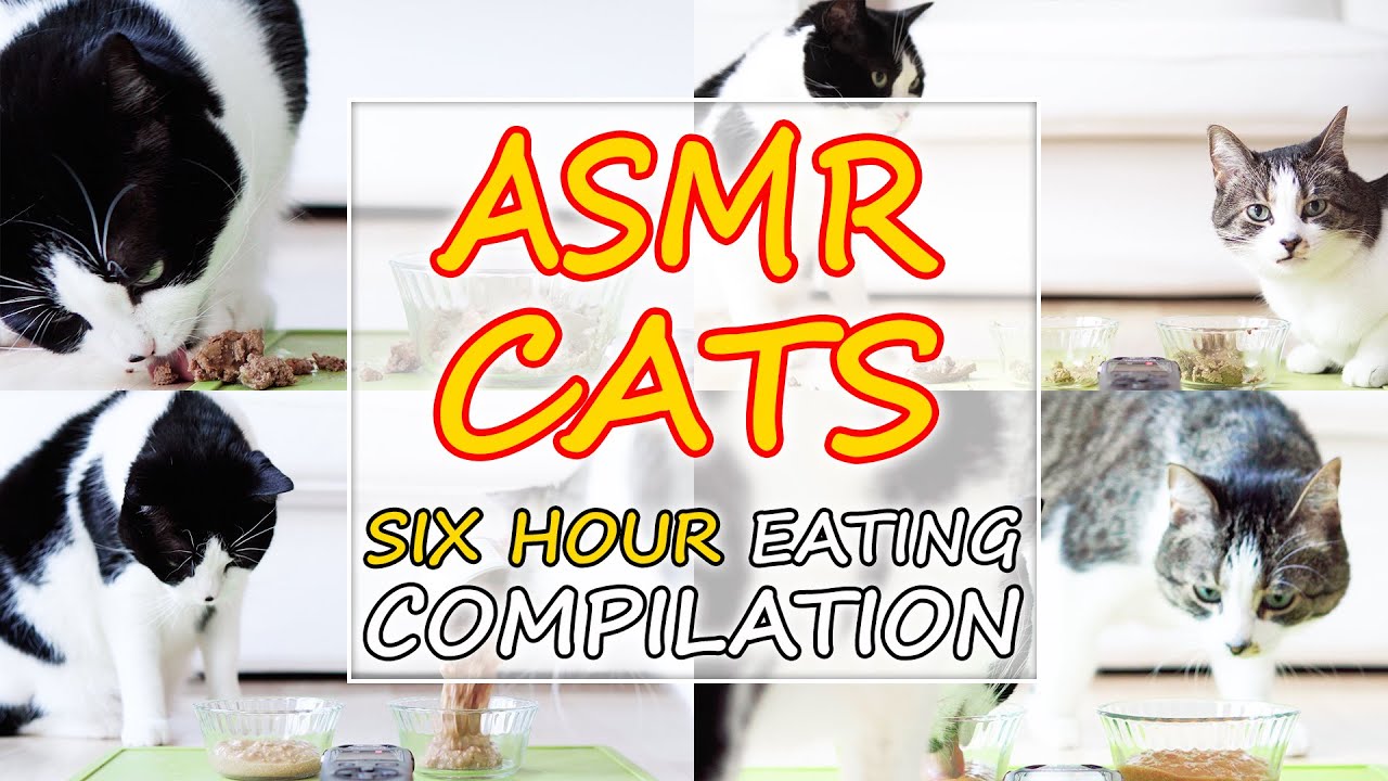 [SIX HOUR] 🎧 ASMR Cats Eating Compilation | Curry Sugar Meow