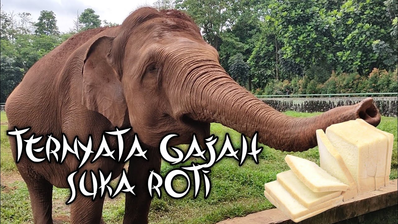 LIBURAN ANAK-ANAK NGASIH MAKAN GAJAH