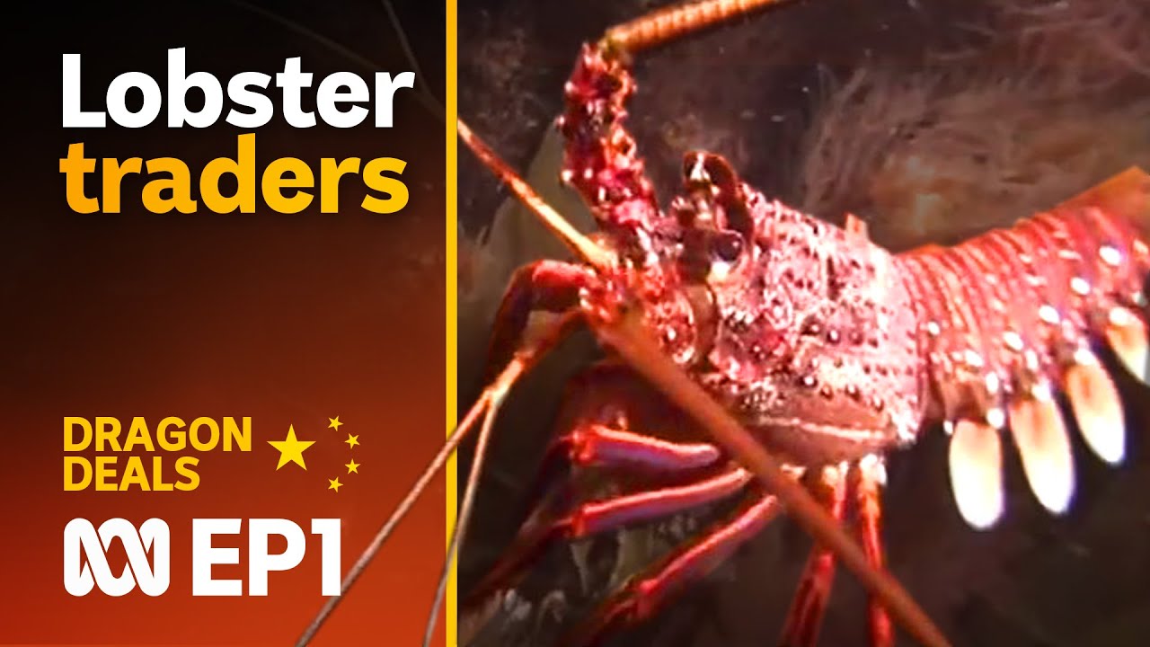 Rock lob-star: The Australian lobster China loves 🦞 | Dragon Deals Ep1 | ABC Australia
