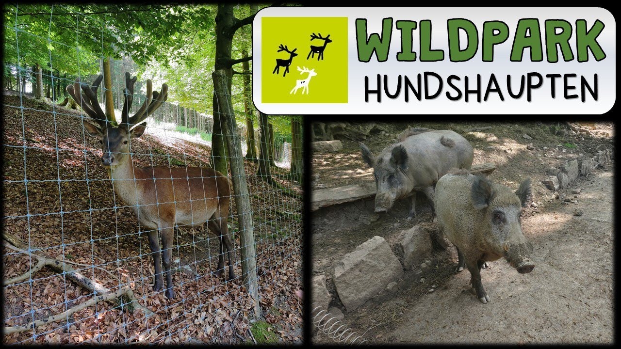 Wildpark Hundshaupten | fr&auml;nkische Schweiz | Rundgang im Juni 2025