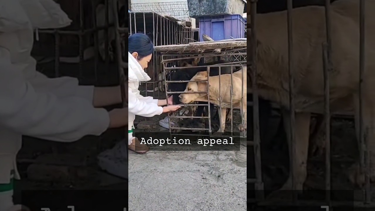 Dog meat trade survivor