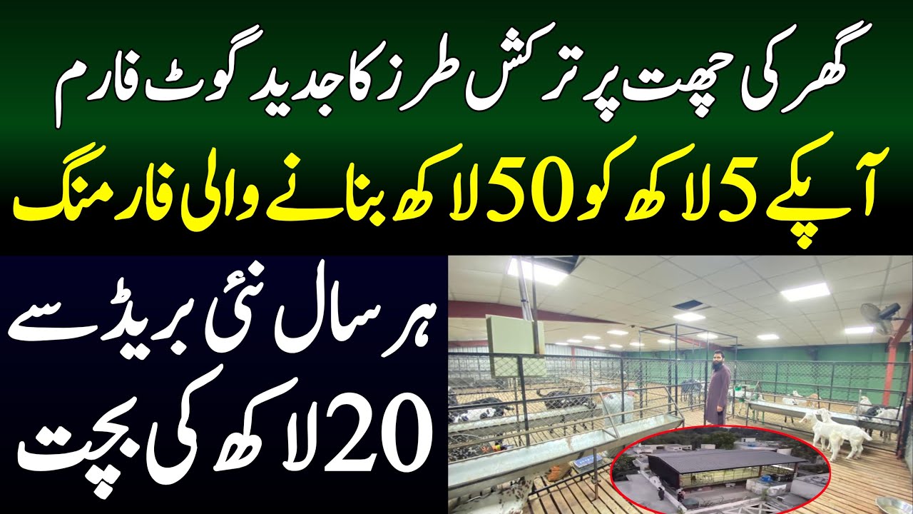 Goat Farming Business idea in pakistan