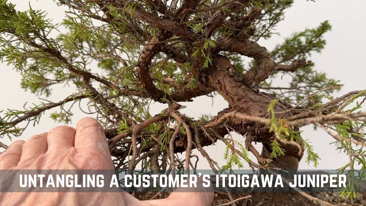 Untangling a Customer's Itoigawa Juniper