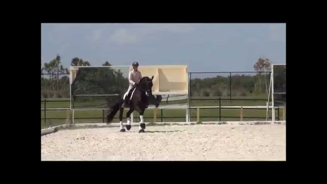 Grand Prix Friesian, Taeke V trained by Leif Aho