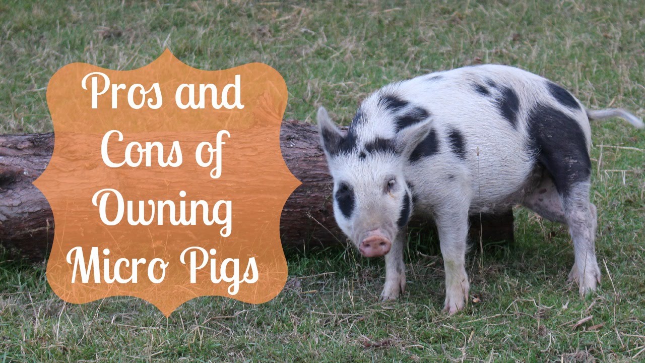 Pros and Cons of Owning Micro Pigs