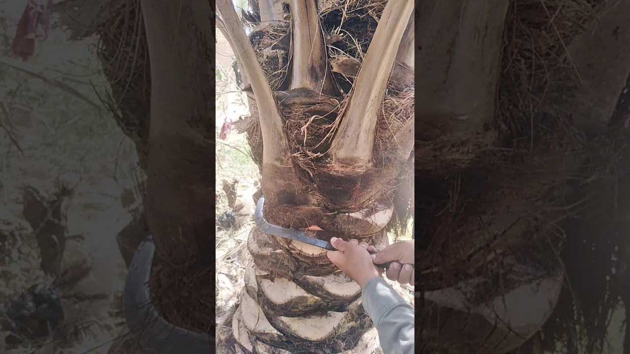 مهارات التكريب نخيل