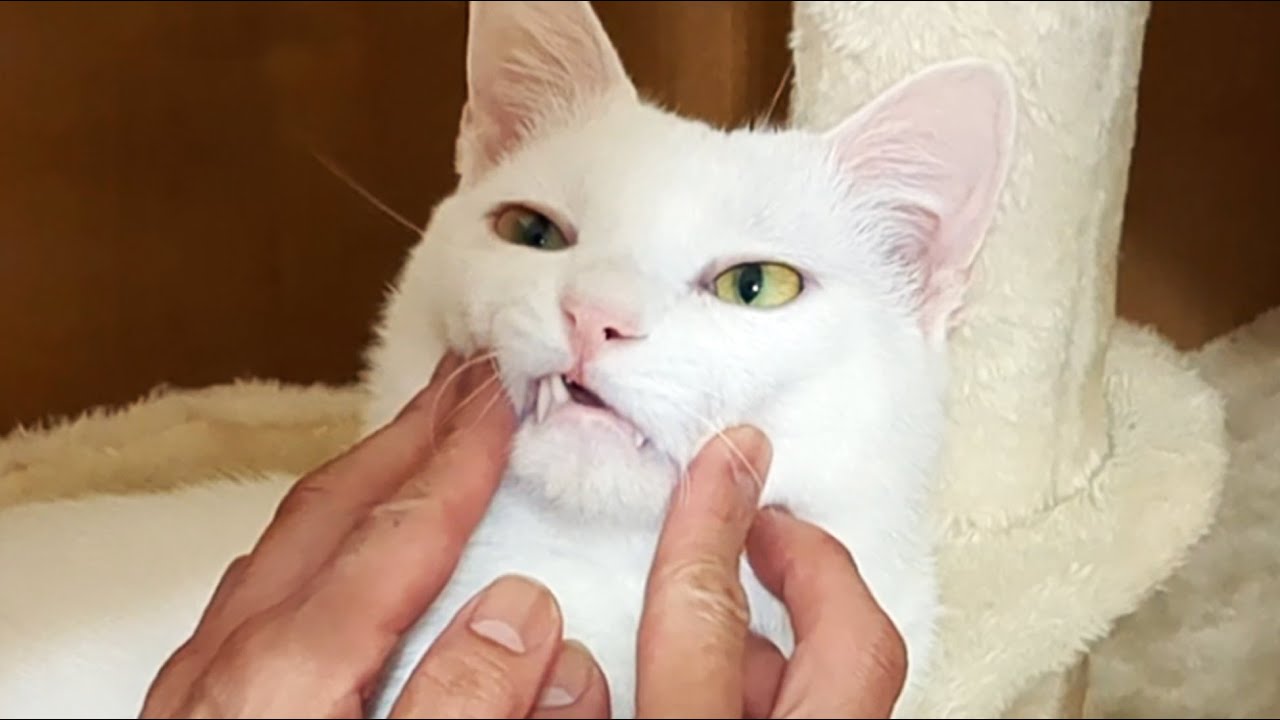 この猫は、妻の言葉を理解しているのでしょうか？