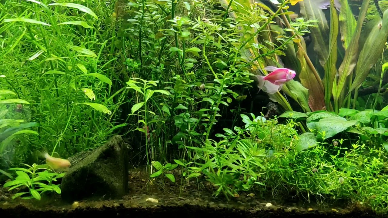 Augalinio akvariumo gruntas