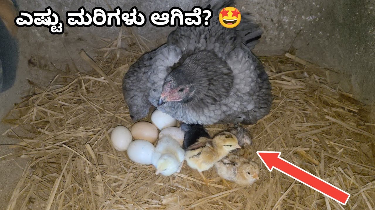 Chicks Hatched in our farm 😎 #darshanruchith #aseelmurga #aseel 