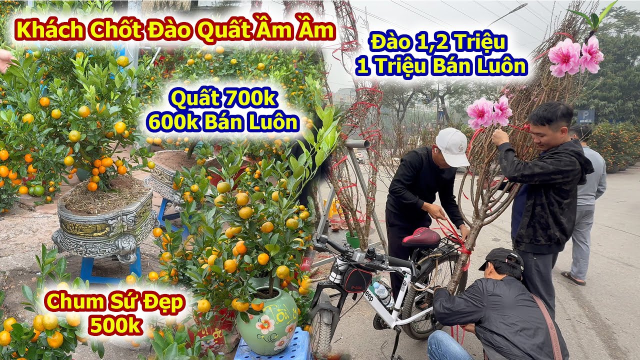 Du Khách Ùn Ùn Kéo Về Chợ Hoa xuân Tố Hữu Chốt Đào Quất Tết