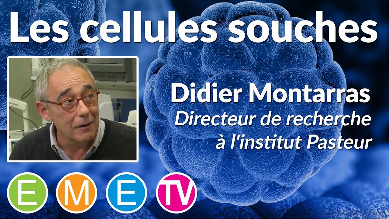 Cellules souches