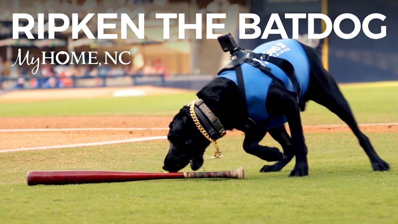 Baseball's Cutest Batdog Fetches Fame with the Durham Bulls