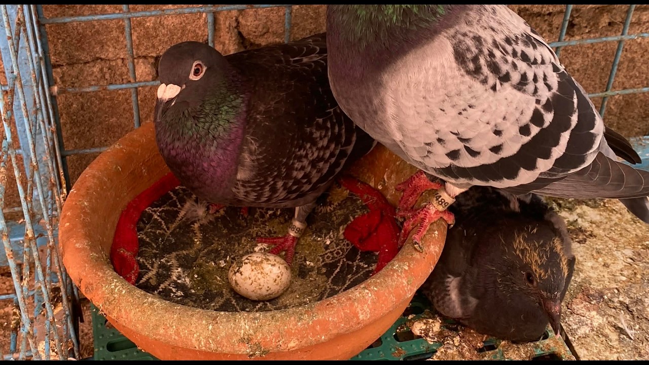 KALAPATI BREEDING RACING