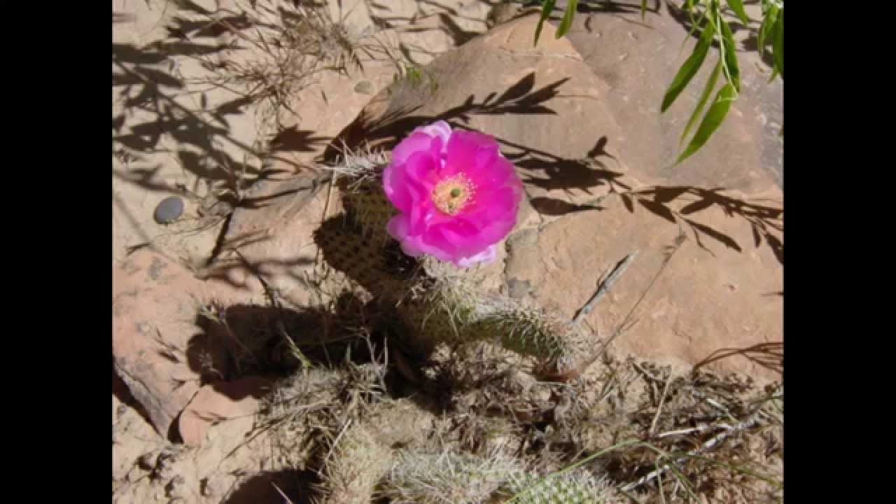 The McCarters - Flower In The Desert