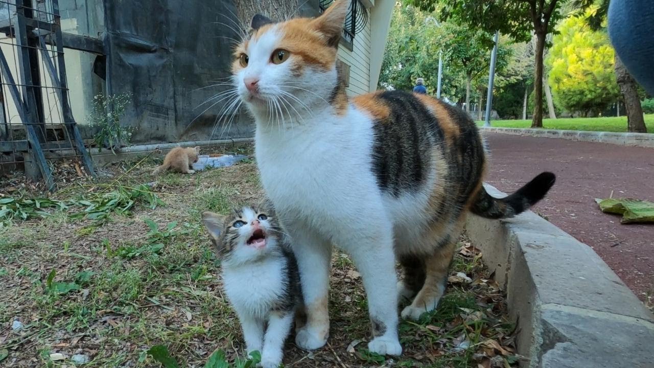 Hungry kitten keep asking milk from mother cat but she doesn't let her 😢