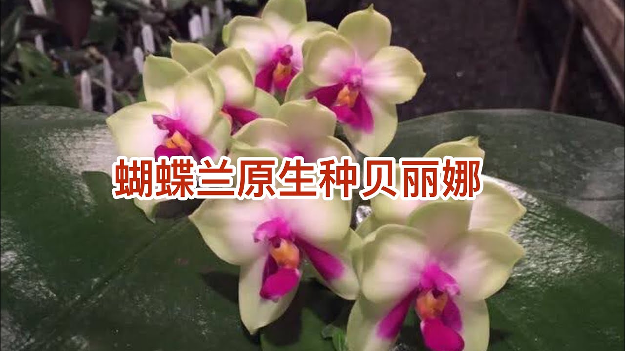 兰花的故事 - 蝴蝶兰原生种贝丽娜 Phalaenopsis bellina