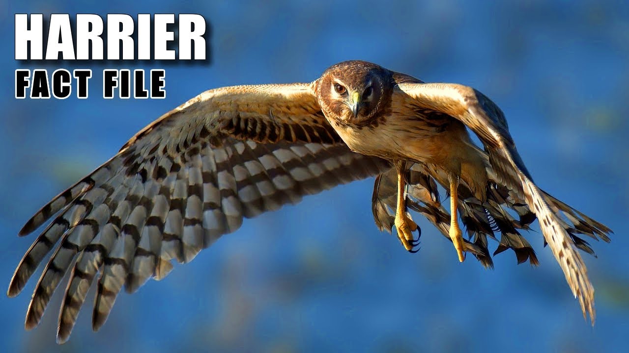 Harrier Facts: the HARRIER HAWKS 🦉 Animal Fact Files