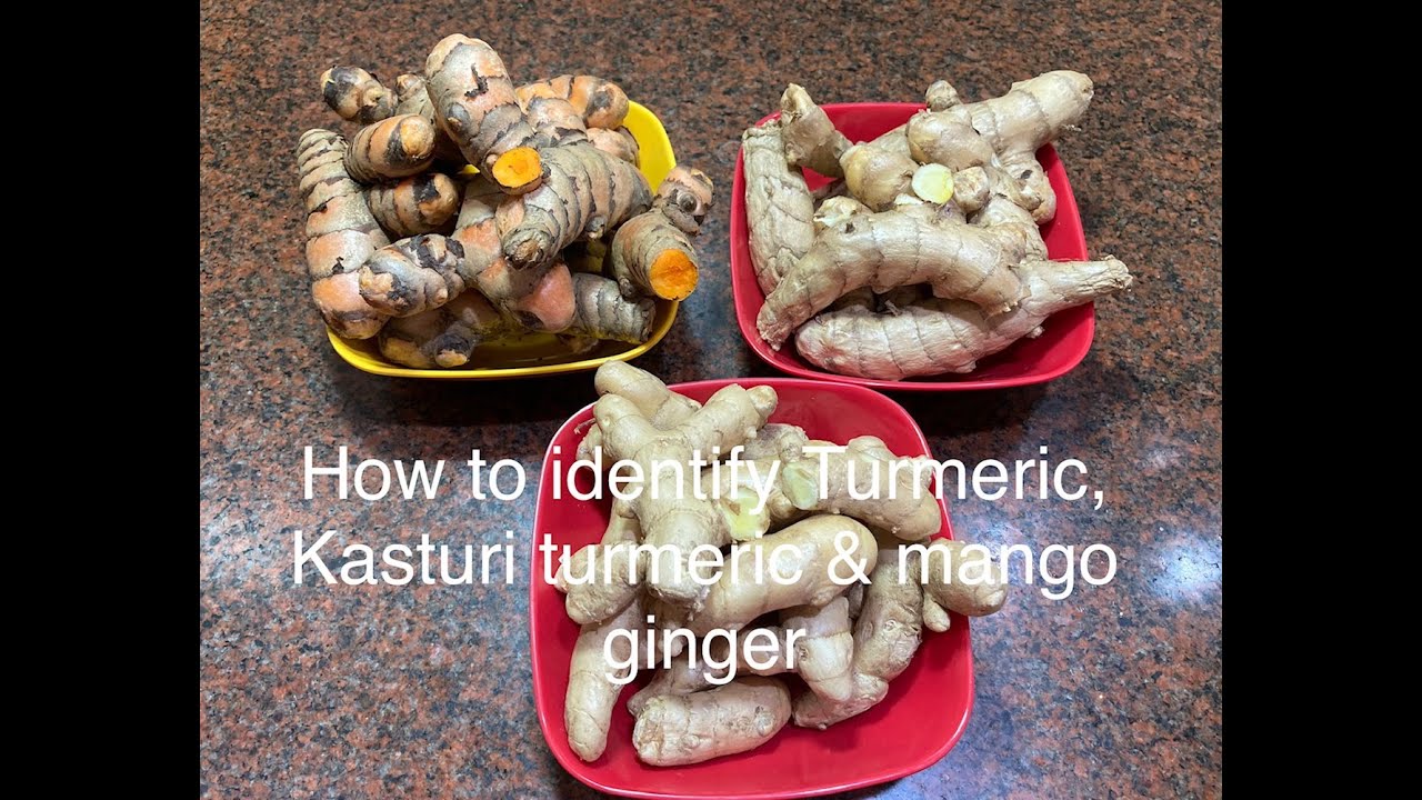 How to identify musk Turmeric/Difference between normal turmeric,Kasturi turmeric &Mango ginger
